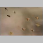 Apis mellifera - Honigbiene 05.jpg